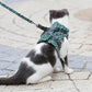 😽Pet Leash Breakaway Brustgurt Weste Geschirr